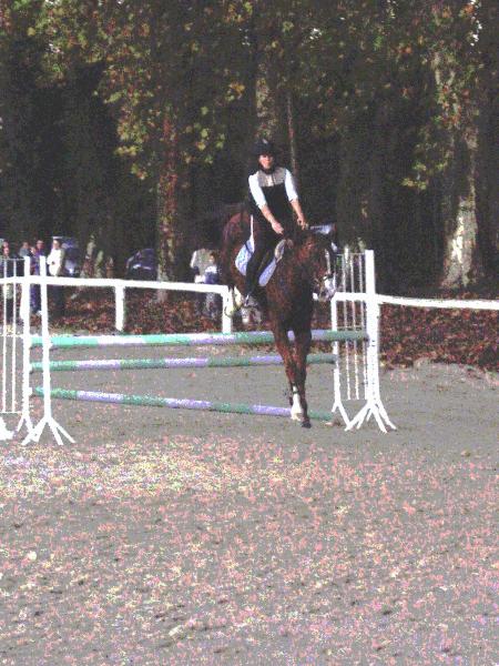 le couple de champion (cheval)