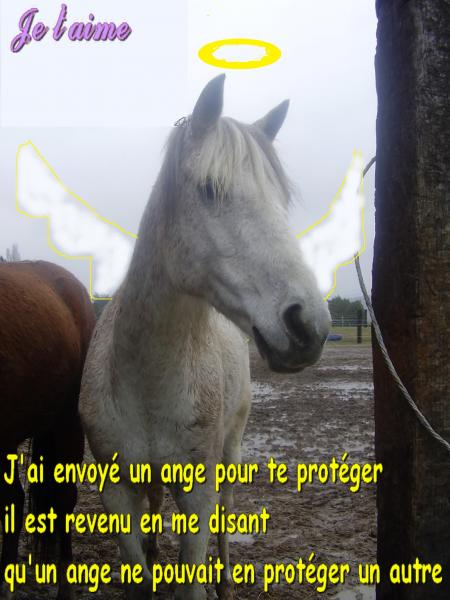  un ange tombé du ciel