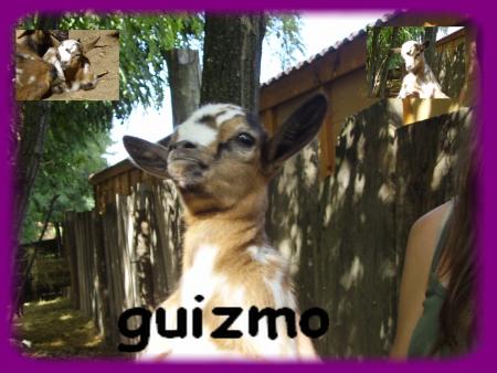 guizmo